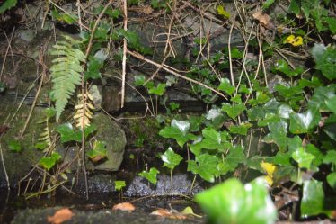 Tobernaslantia Holy Well, ivy and ferns in the foreground, stones behind | James Feeney